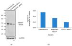 NSUN5 Antibody