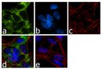 SLC6A4 Antibody in Immunocytochemistry (ICC/IF)