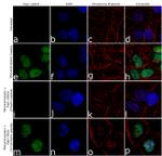 Phospho-TRIM28 (Ser824) Antibody