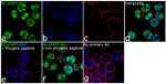 Phospho-Rb (Ser807, Ser811) Antibody in Immunocytochemistry (ICC/IF)