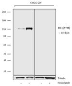 Phospho-Rb (Ser788) Antibody in Western Blot (WB)