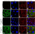 Phospho-Cytokeratin 8 (Ser432) Antibody