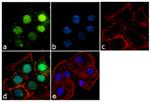 OPN-R Antibody in Immunocytochemistry (ICC/IF)