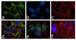 B-Raf Antibody