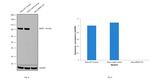 B-Raf Antibody