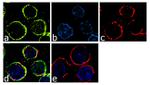 CCR3 Antibody in Immunocytochemistry (ICC/IF)