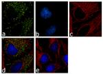 14-3-3 epsilon Antibody in Immunocytochemistry (ICC/IF)