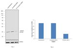 14-3-3 epsilon Antibody in Western Blot (WB)