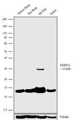 FKBP12 Antibody in Western Blot (WB)