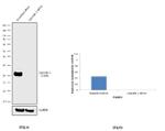 NGAL Antibody in Western Blot (WB)