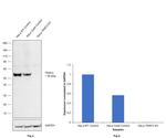 TRAF2 Antibody