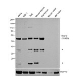 TRAF2 Antibody in Western Blot (WB)