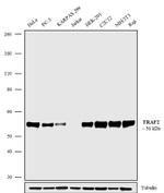 TRAF2 Antibody in Western Blot (WB)