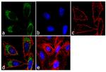 FKBP5 Antibody in Immunocytochemistry (ICC/IF)