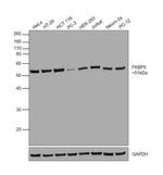 FKBP5 Antibody in Western Blot (WB)