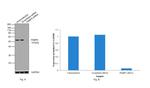 FKBP5 Antibody in Western Blot (WB)