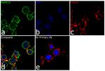 p38 MAPK alpha Antibody in Immunocytochemistry (ICC/IF)