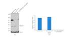 p38 MAPK alpha Antibody in Western Blot (WB)