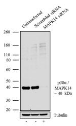 p38 MAPK alpha Antibody in Western Blot (WB)