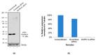 p38 MAPK alpha Antibody