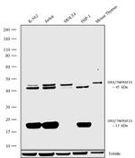 DR3 Antibody in Western Blot (WB)