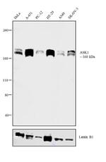 ASK1 Antibody in Western Blot (WB)