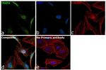 TRAF6 Antibody in Immunocytochemistry (ICC/IF)