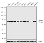 TRAF6 Antibody in Western Blot (WB)