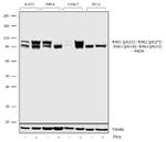 Phospho-RSK Pan (Ser221, Ser227, Ser218, Ser232) Antibody in Western Blot (WB)