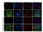 Phospho-AS160 (Ser588) Antibody