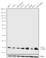 CCL21 Antibody in Western Blot (WB)