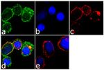 CX3CR1 Antibody in Immunocytochemistry (ICC/IF)