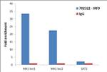 IRF9 Antibody in ChIP Assay (ChIP)