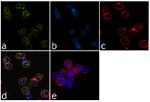 IRF9 Antibody in Immunocytochemistry (ICC/IF)