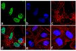 PARP1 Antibody in Immunocytochemistry (ICC/IF)