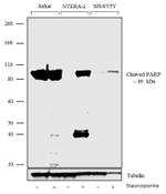 PARP1 Antibody