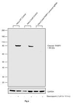 PARP1 Antibody in Western Blot (WB)