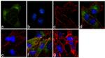 Phospho-CaMKII (Thr305,Thr306) Antibody in Immunocytochemistry (ICC/IF)