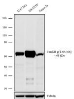 Phospho-CaMKII (Thr305,Thr306) Antibody in Western Blot (WB)