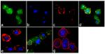 Phospho-c-Cbl (Tyr774) Antibody in Immunocytochemistry (ICC/IF)