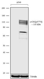 Phospho-c-Cbl (Tyr774) Antibody in Western Blot (WB)
