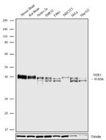 NDE1 Antibody in Western Blot (WB)