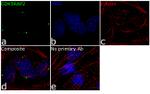 CDK5RAP2 Antibody in Immunocytochemistry (ICC/IF)