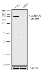 CDK5RAP2 Antibody in Western Blot (WB)