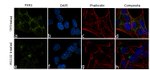 FXR1 Antibody