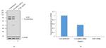 FXR1 Antibody in Western Blot (WB)