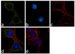 Calbindin D28K Antibody in Immunocytochemistry (ICC/IF)