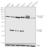 ATG12-ATG5 Antibody in Western Blot (WB)