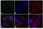 JAK2 Antibody