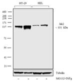 JAK2 Antibody in Western Blot (WB)